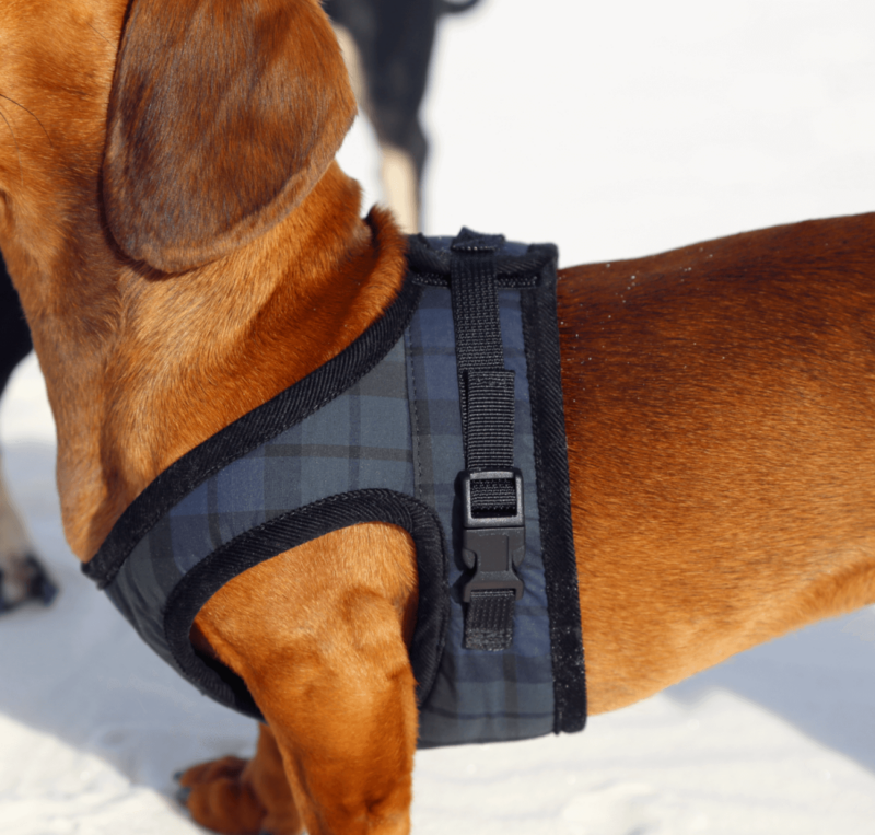 Classic Tartan Harness - Image 2